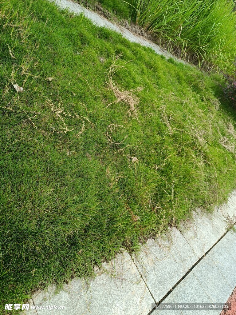 路边翠绿草地