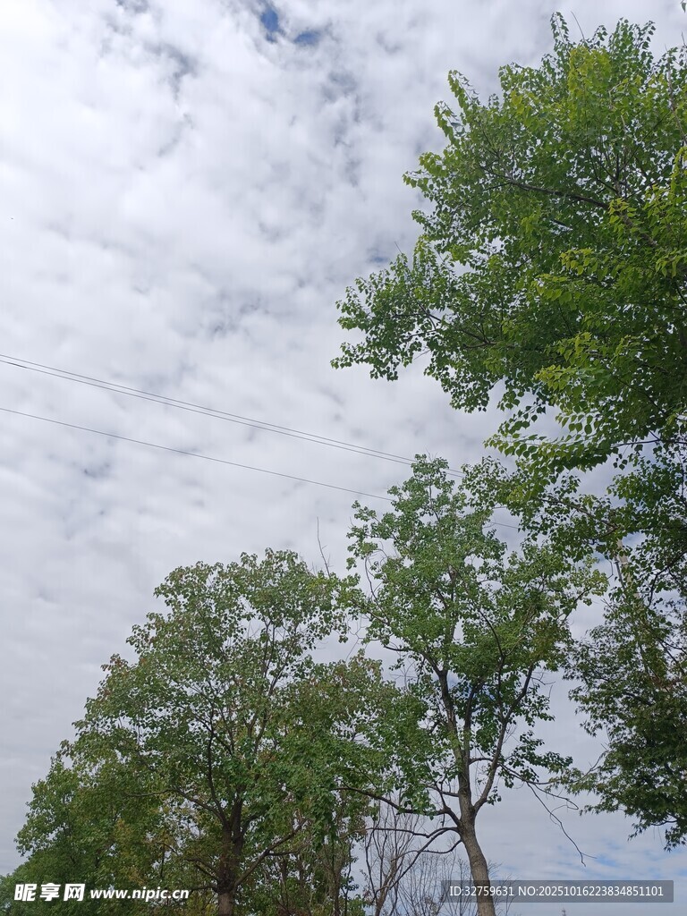 蓝天白云下的葱郁树木
