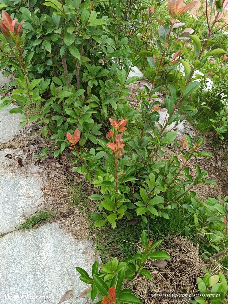 墙边繁茂绿植与鲜艳花朵