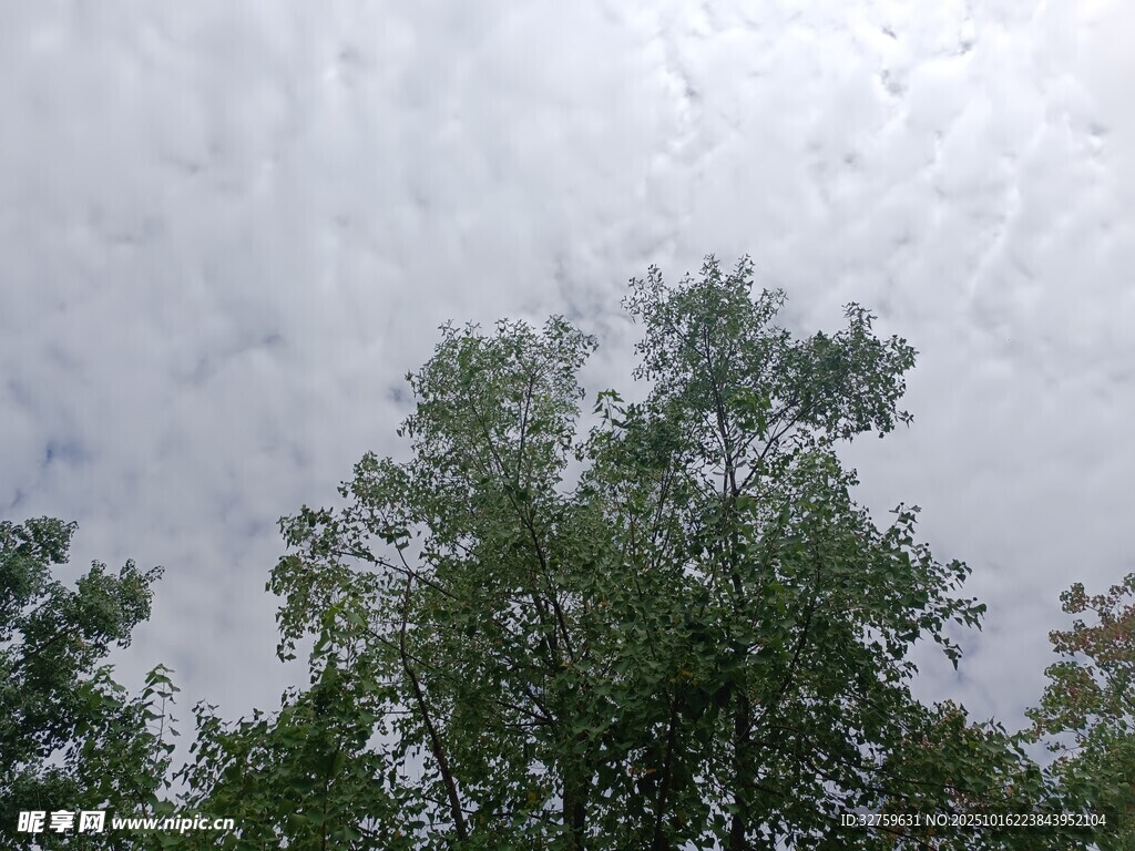 仰视绿树与天空