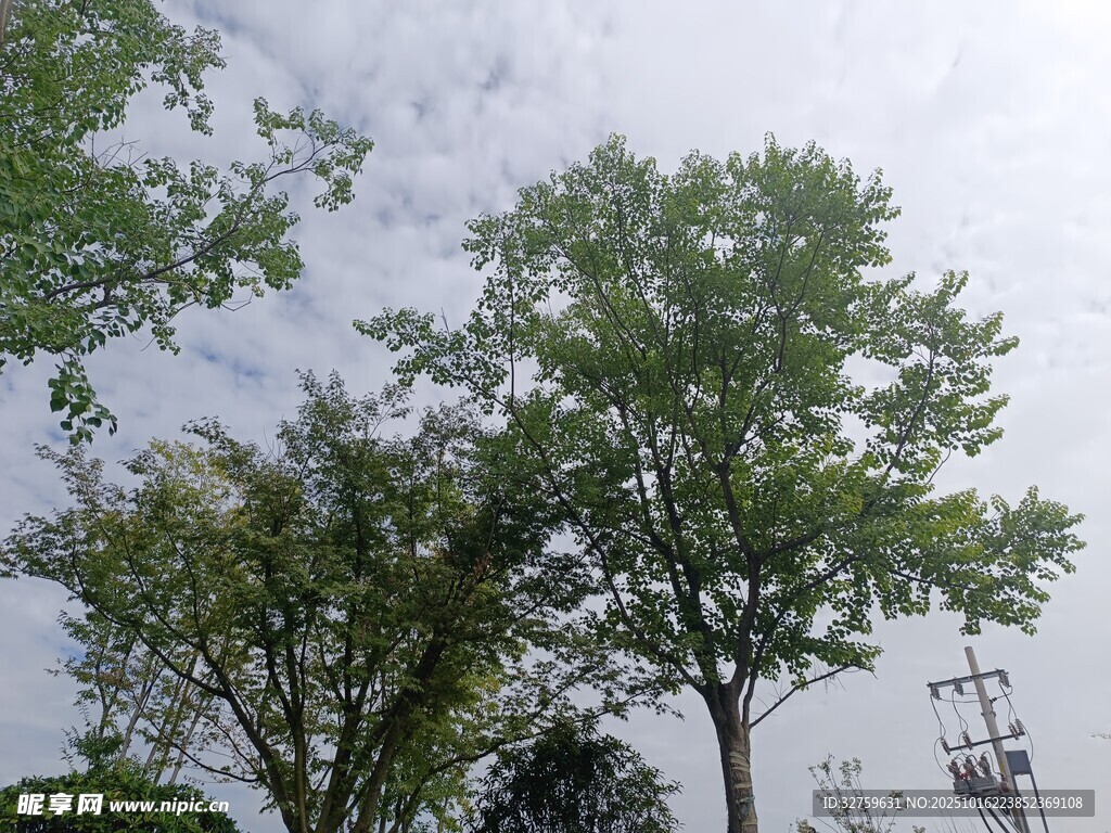 蓝天白云下的葱郁树木