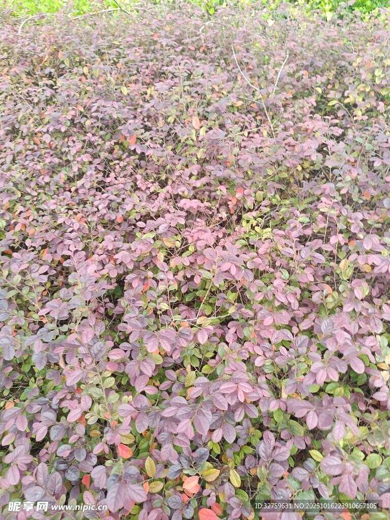 紫叶植物景观