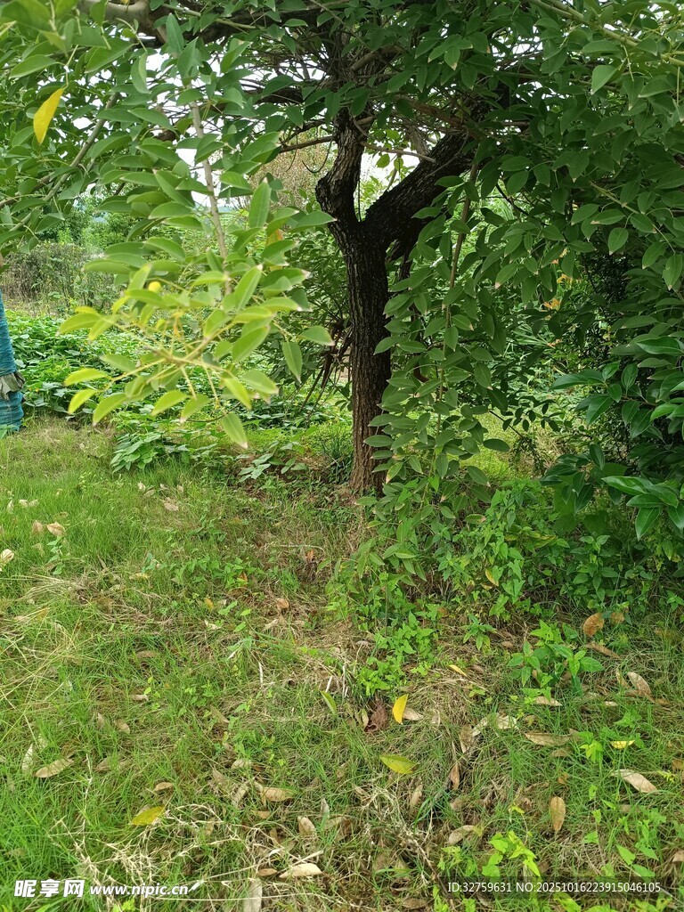 野外绿树杂草自然景象