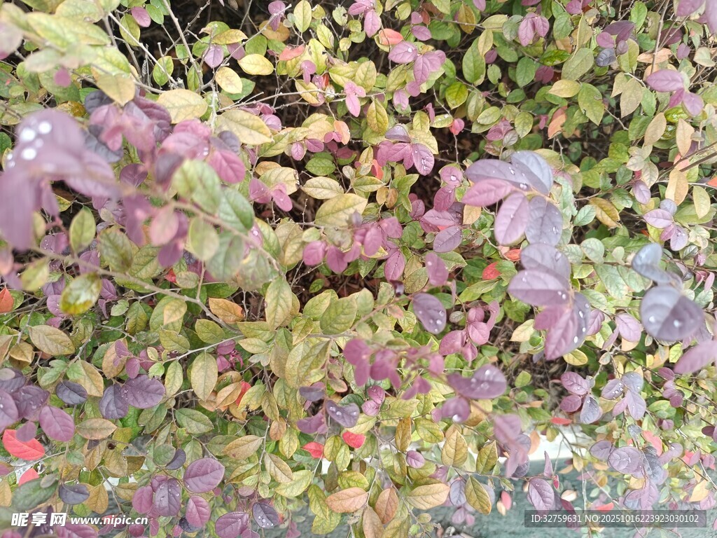 多彩斑斓的花叶植物