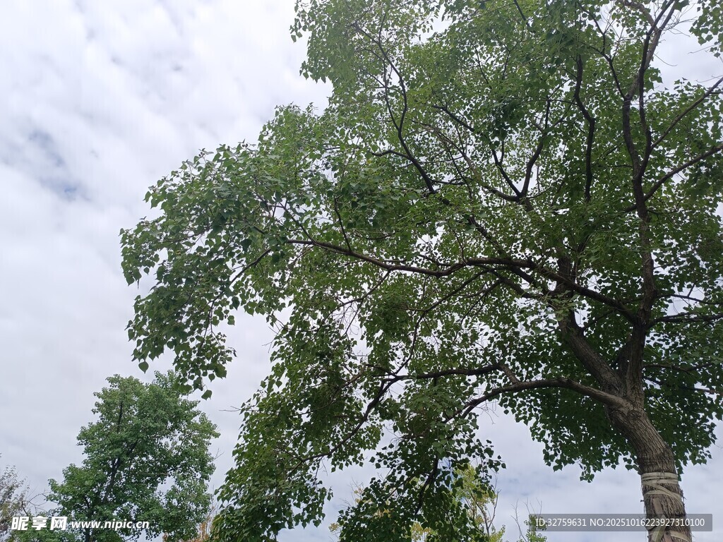 天空下的葱郁树木