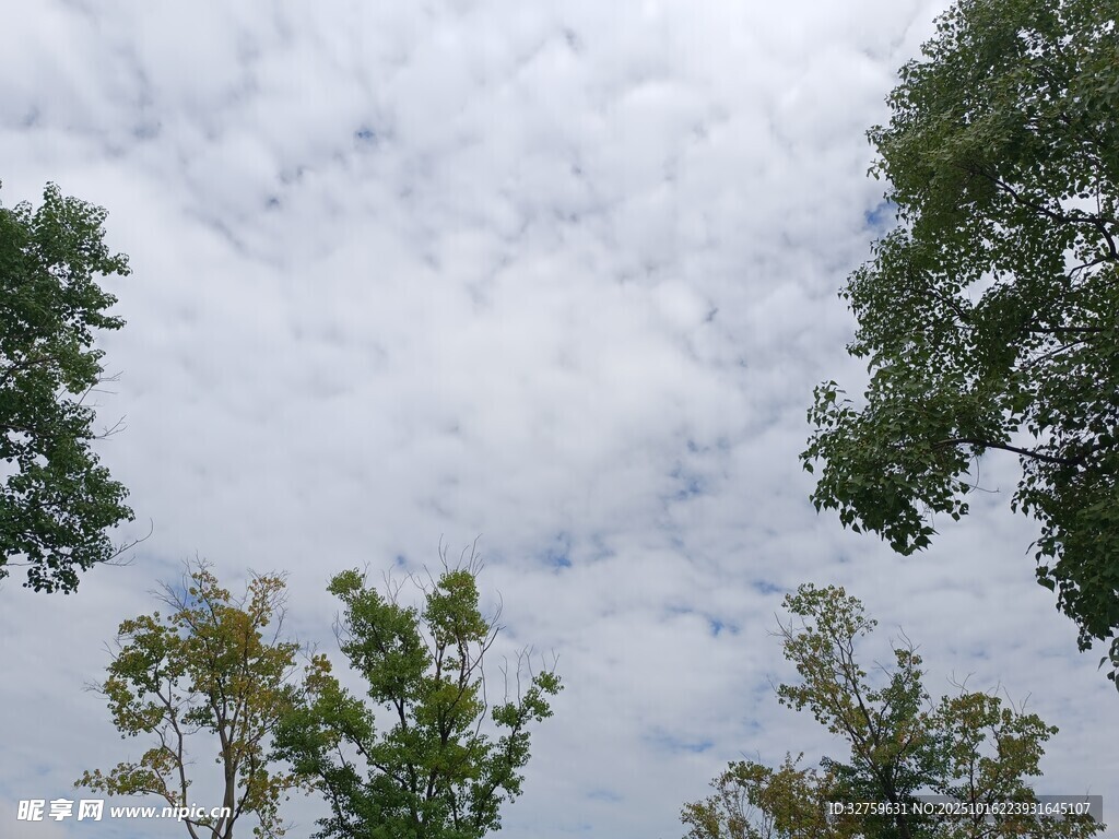 仰视天空中的树木与云朵