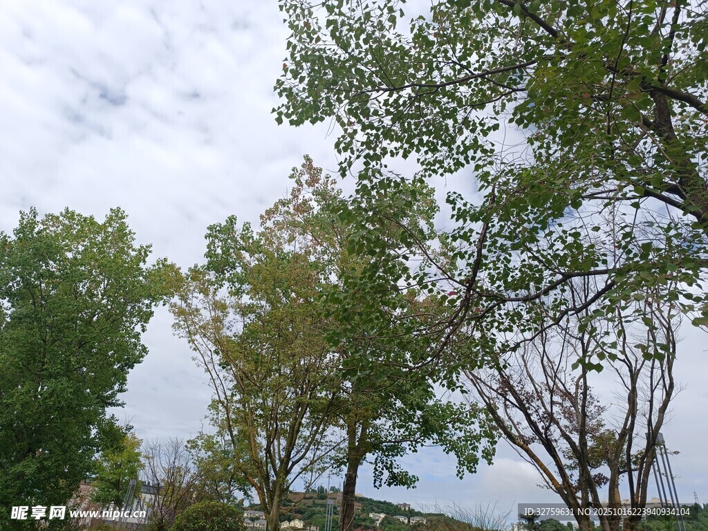 户外绿树成荫的自然景象
