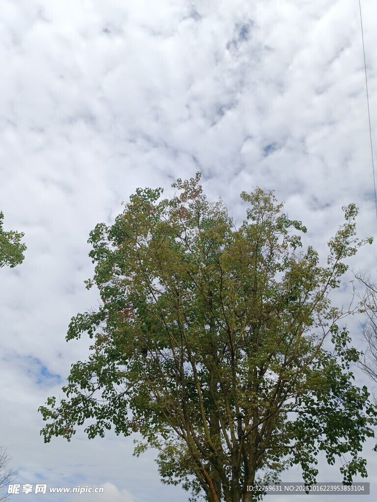 蓝天白云下的葱郁树木