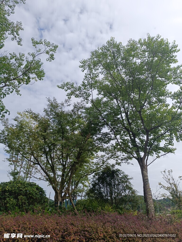 户外绿树成荫自然景致