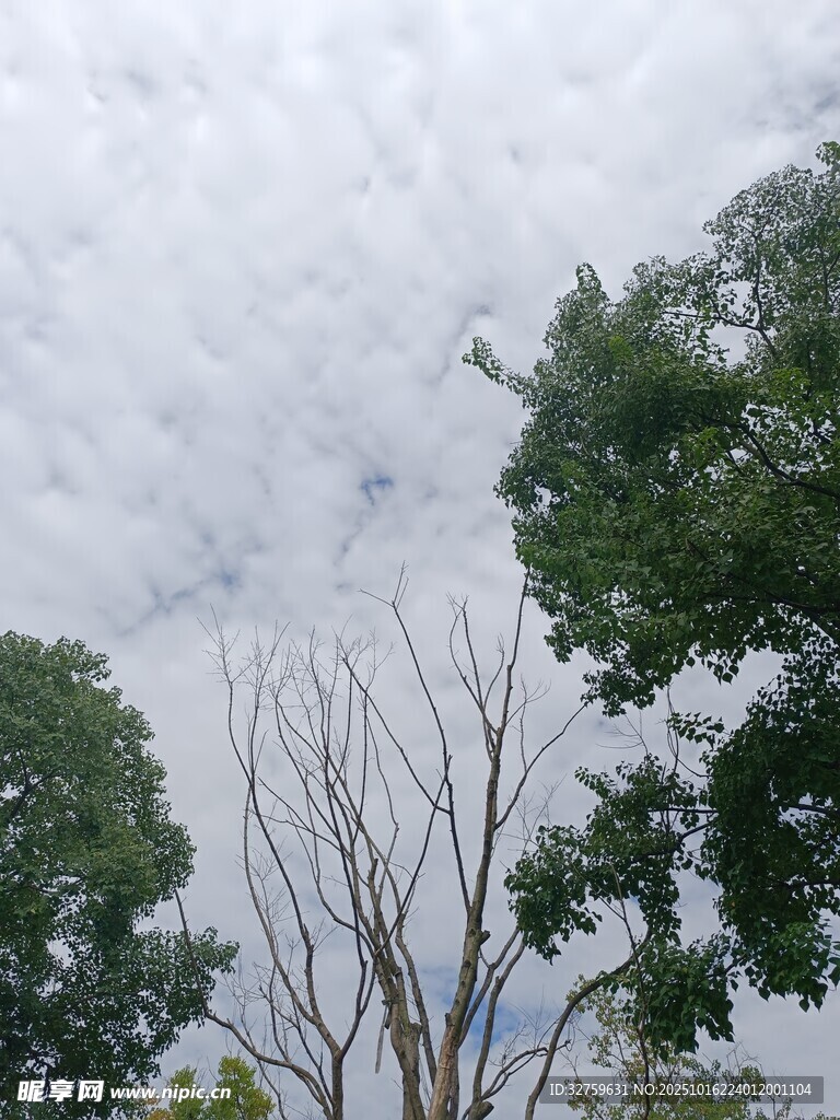 绿树映衬下的多云天空