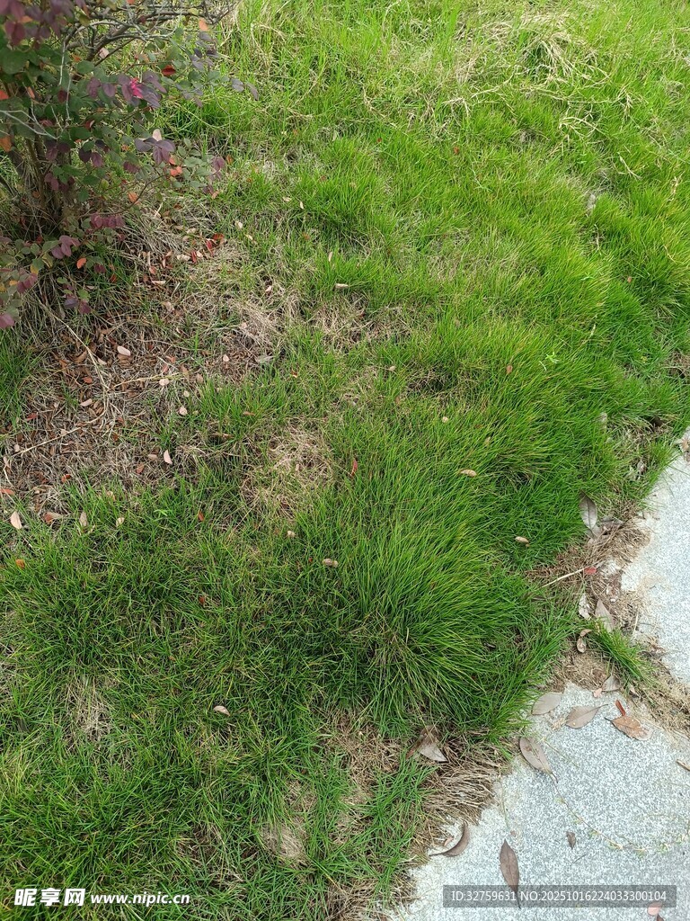 路边翠绿草地景象