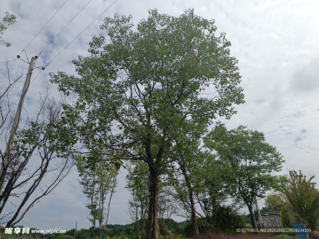 户外绿树成荫的自然景象
