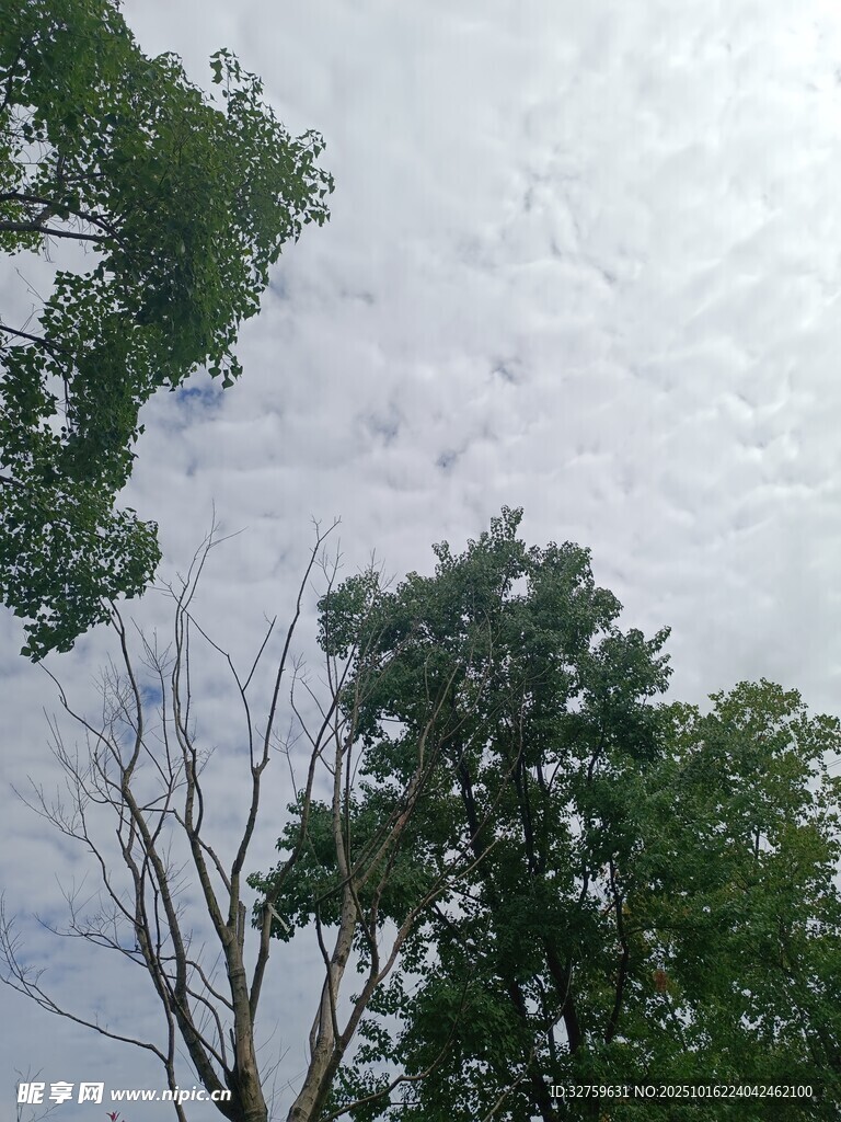 天空下的繁茂与枯败树木