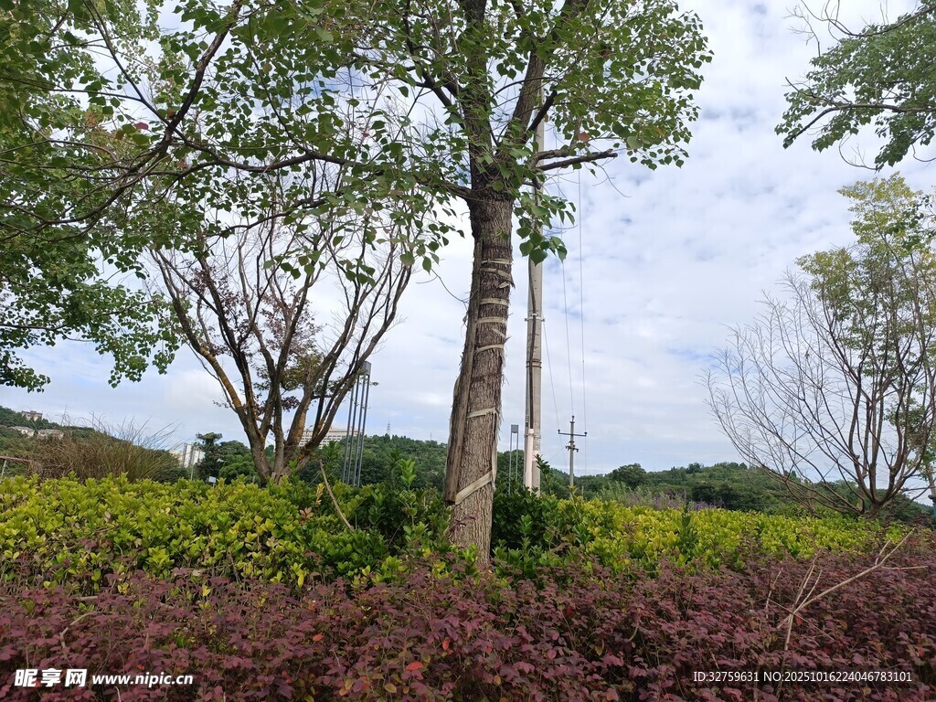 户外绿树与多彩植被景观