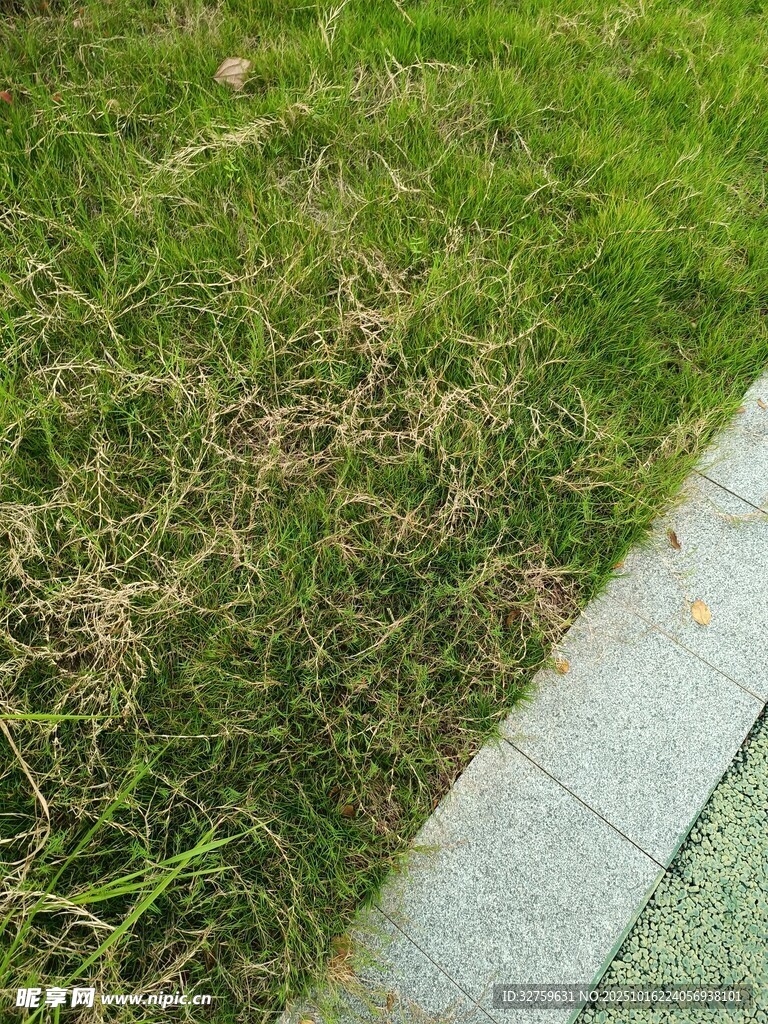 路边草地局部景象