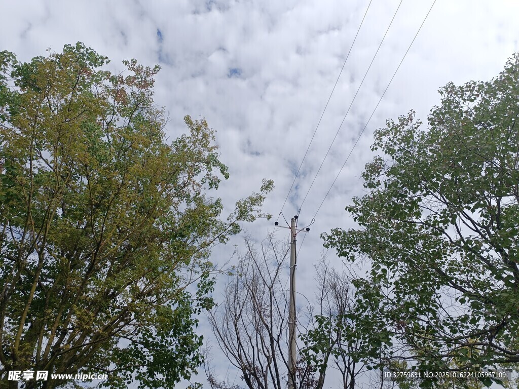 树梢上的阴云密布天空