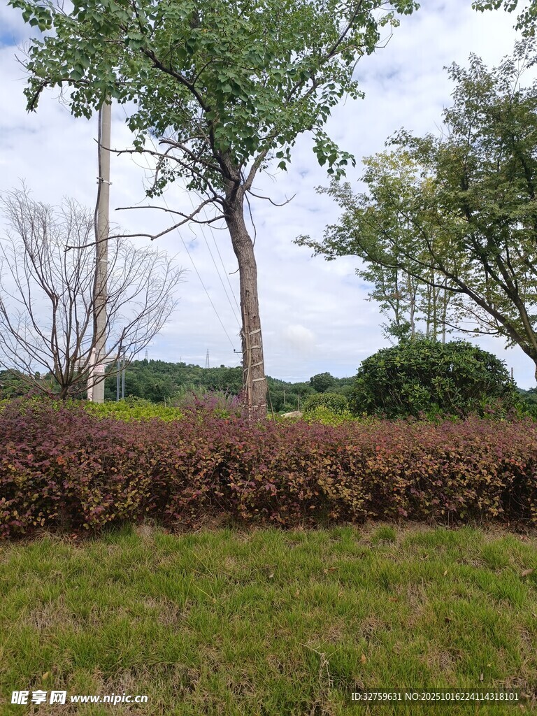 户外绿意盎然的园林景观