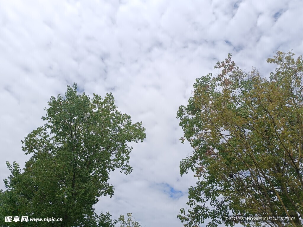 仰视绿树与天空