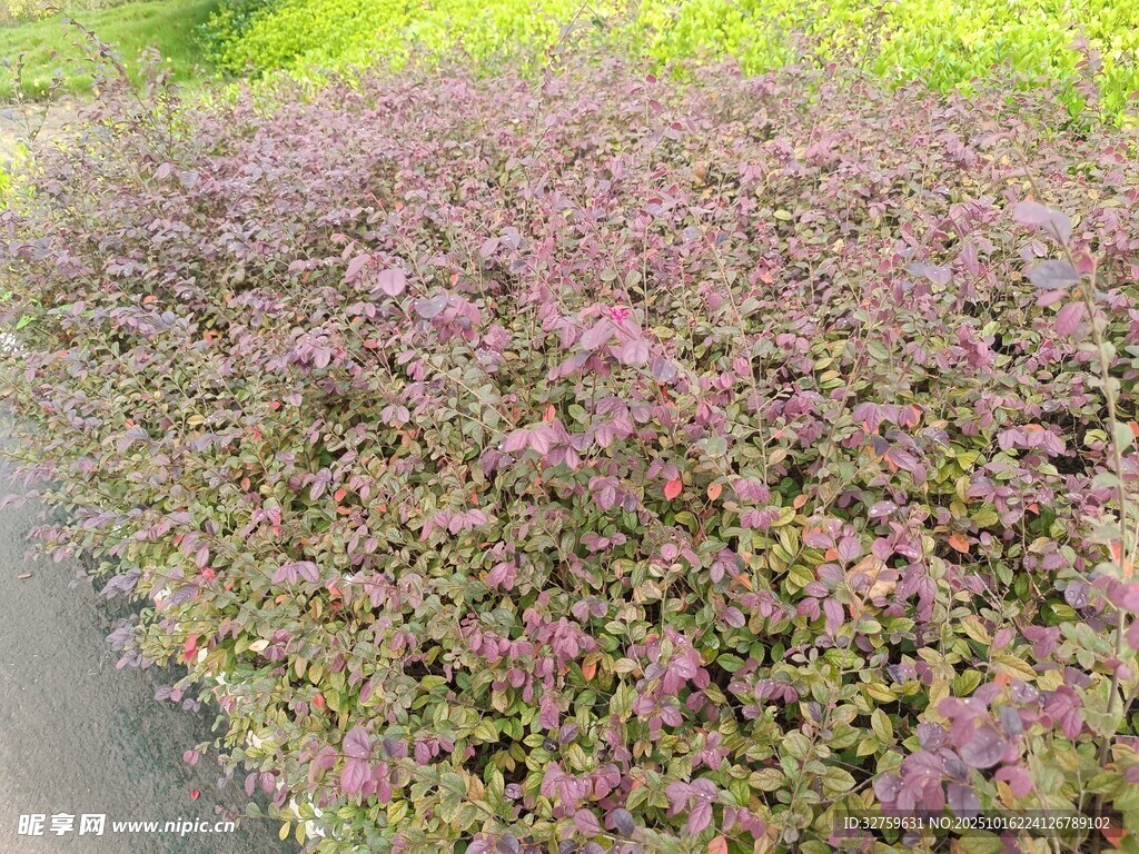 紫色花卉植物景观