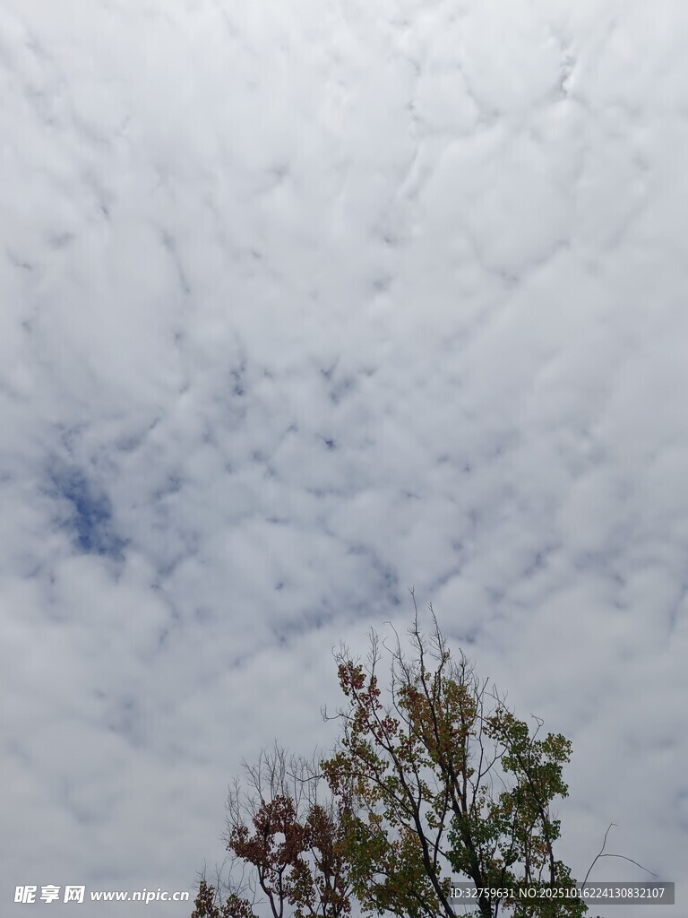 天空中白云与树梢景象
