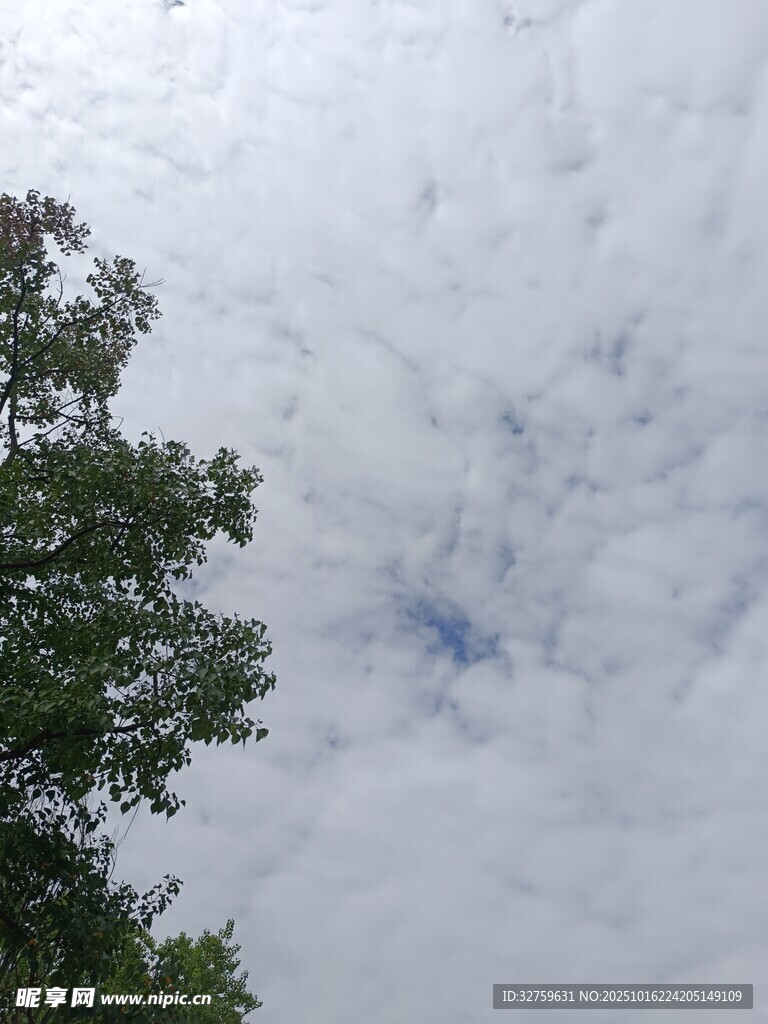 绿树映衬下的蓝天白云