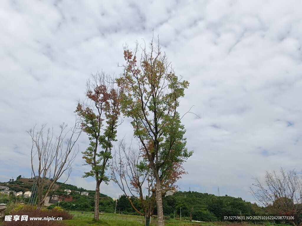 田野中的树木与朦胧天空