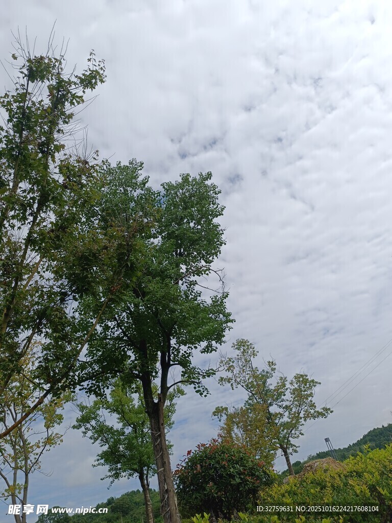 户外绿树与多云天空