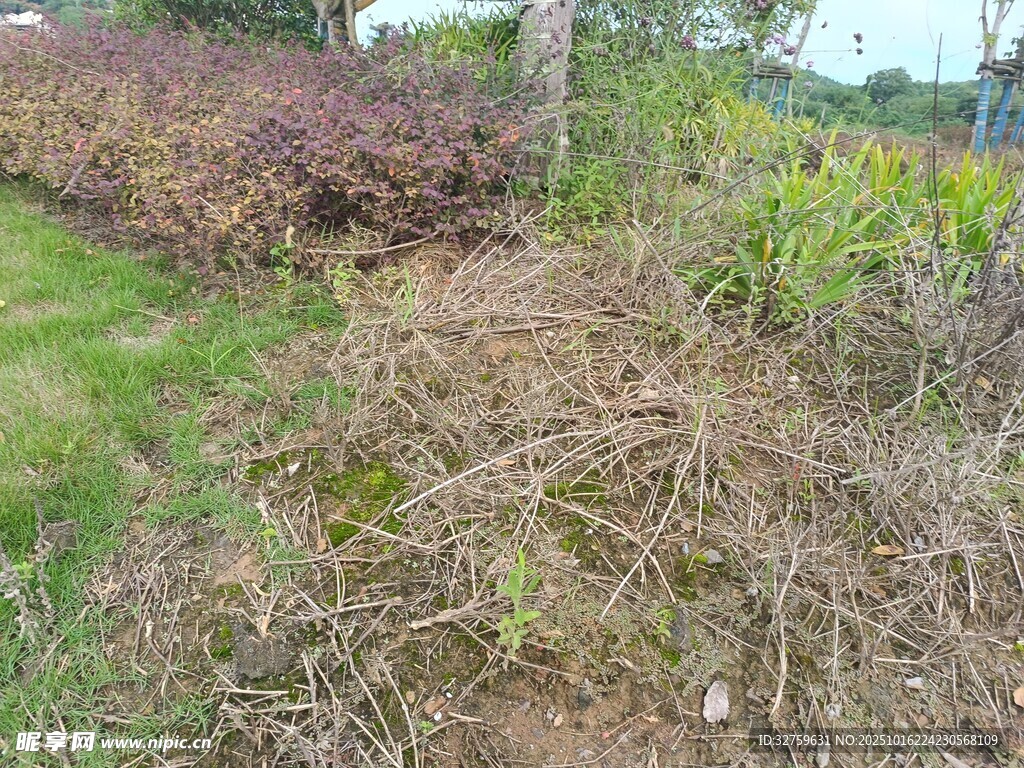 野外杂草丛生的植物景观