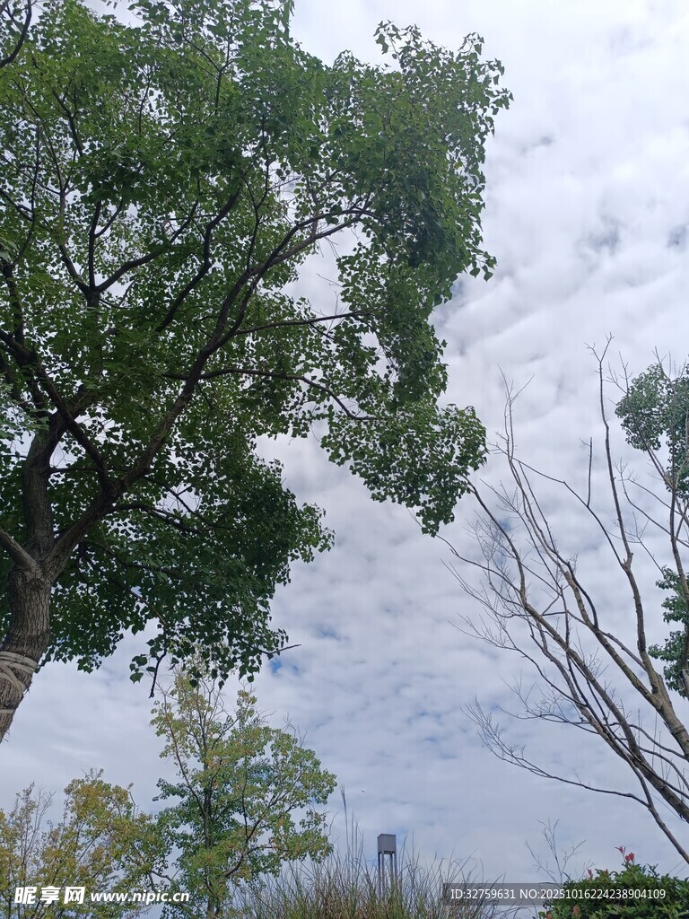 天空下的树木景致