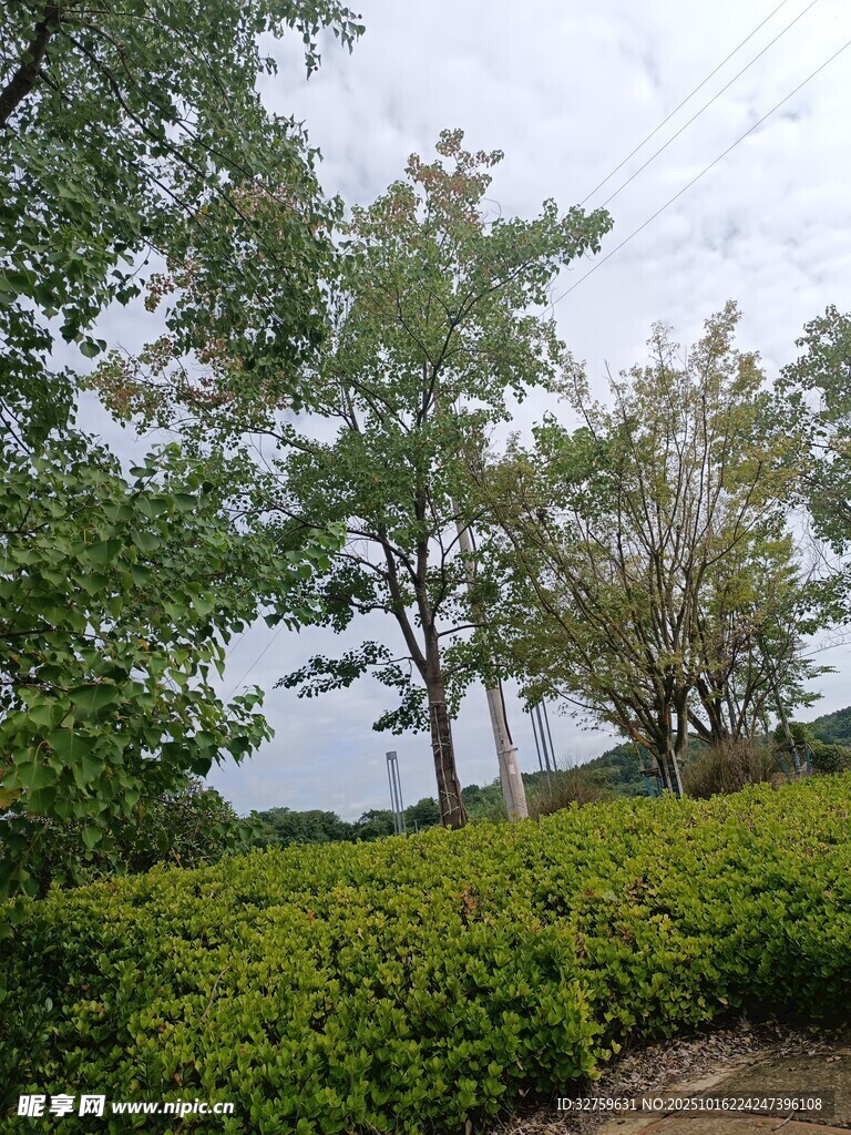 绿意盎然的户外自然景致
