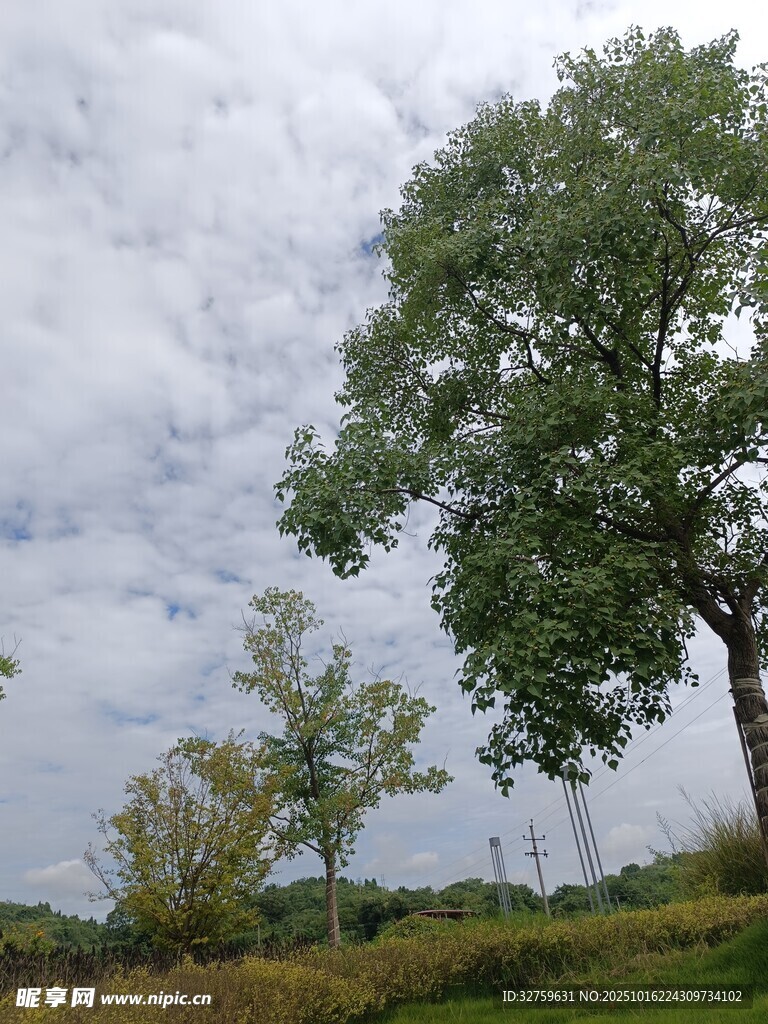田野中的绿树与多云天空