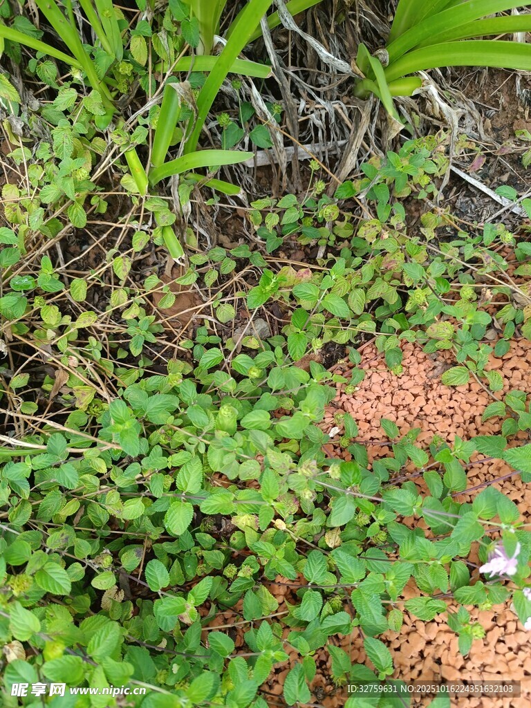地面绿植与红色物体景观