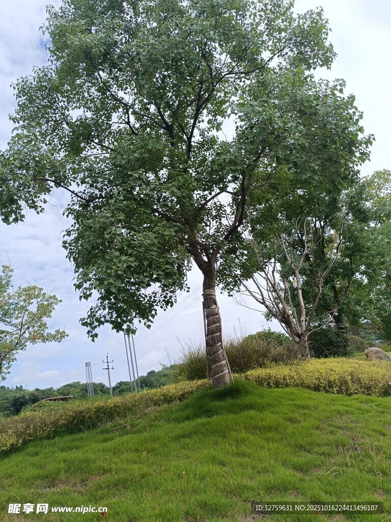 绿意盎然的草地大树景观
