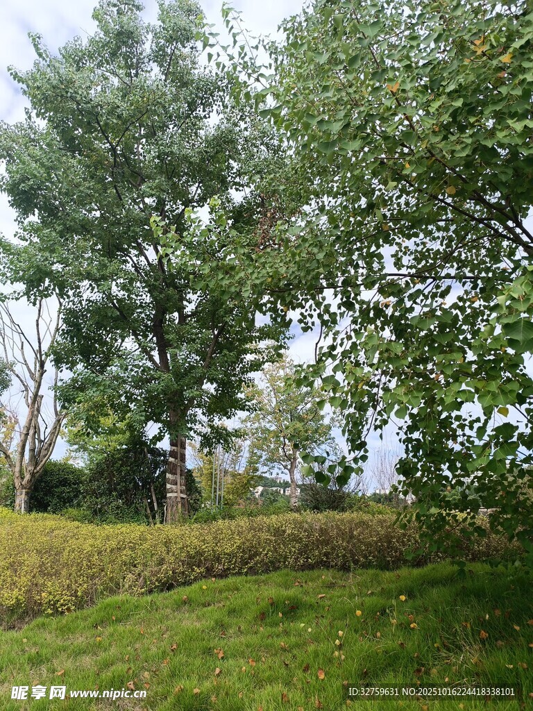 绿意盎然的户外自然景致