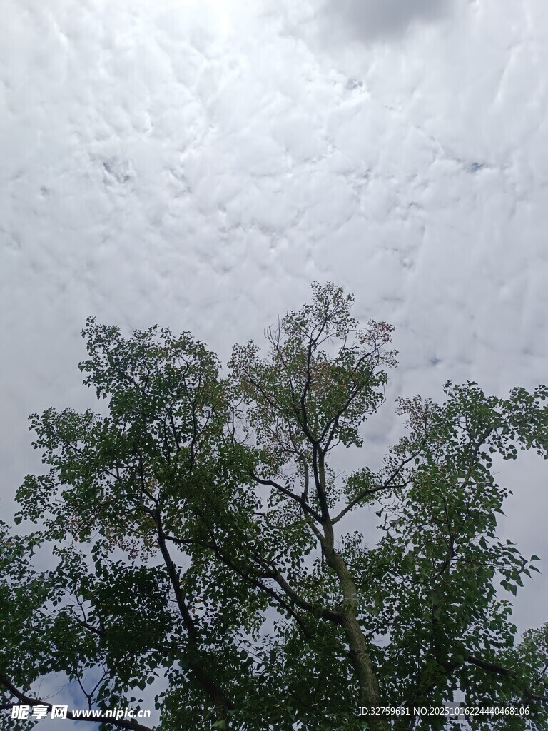 仰视天空下的繁茂绿树