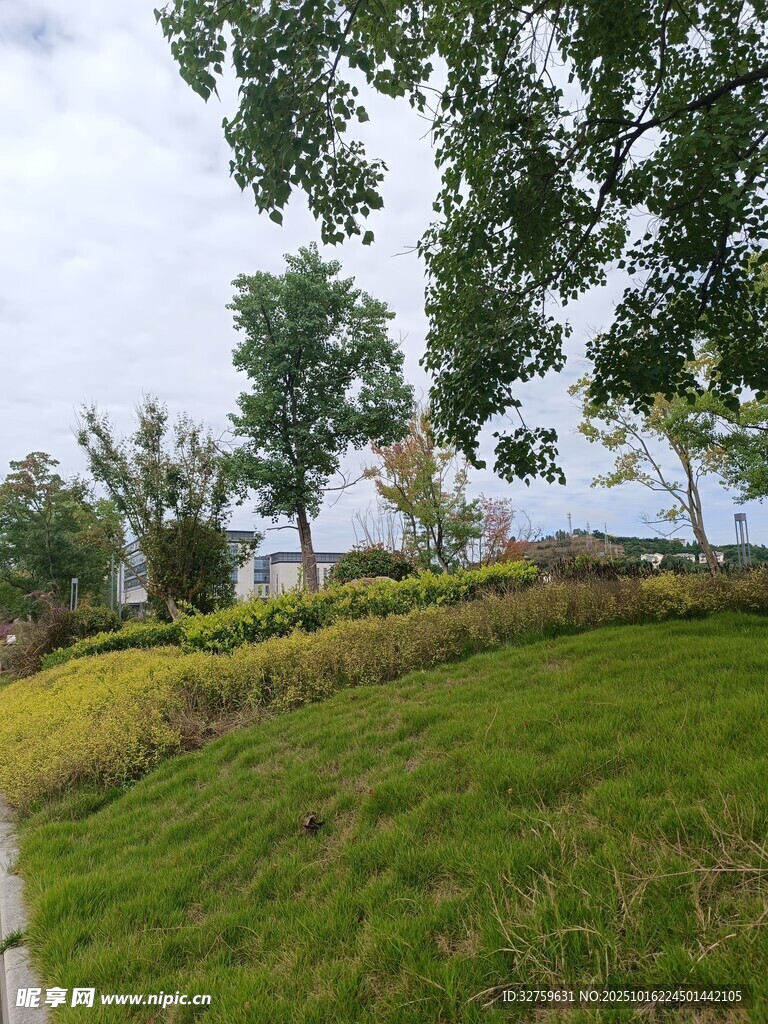 户外绿意盎然的草地与树木
