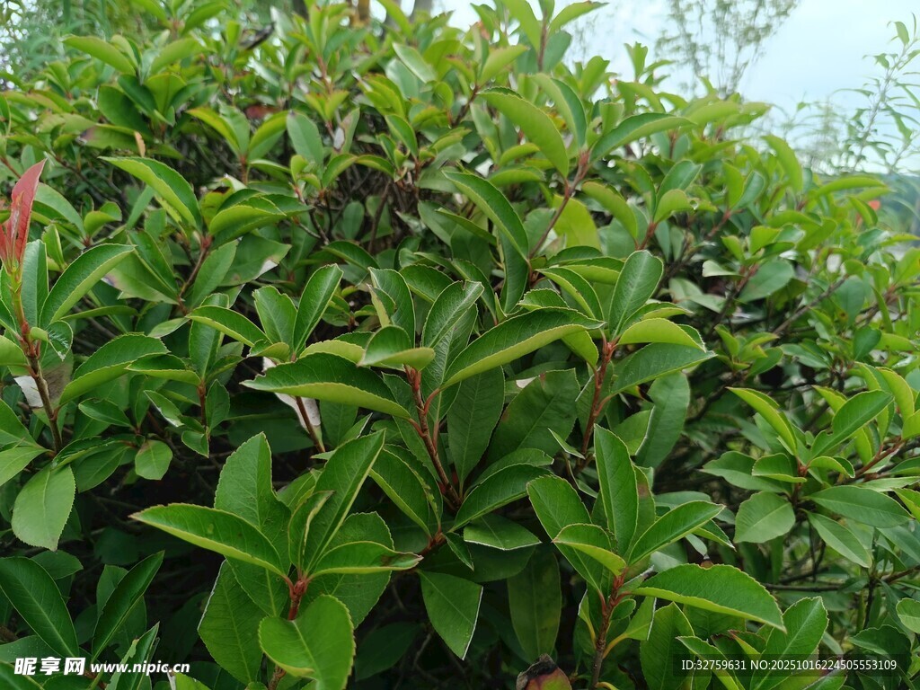 绿叶繁茂的植物景观