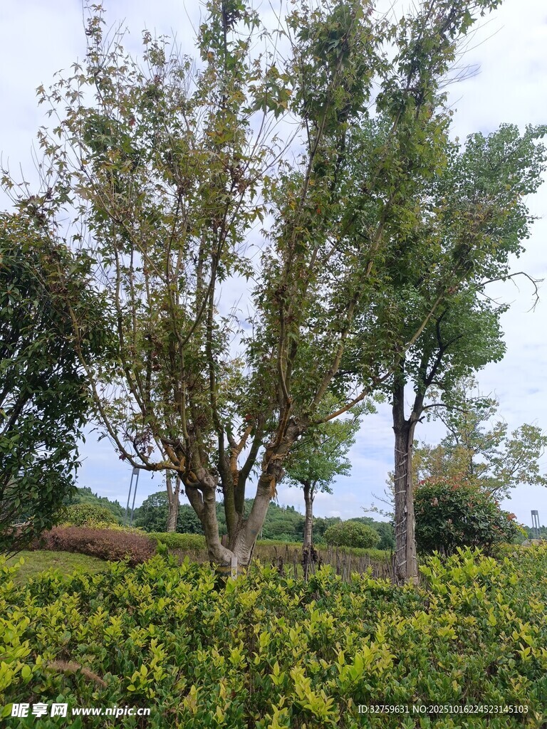 田园绿树与繁茂植被景观