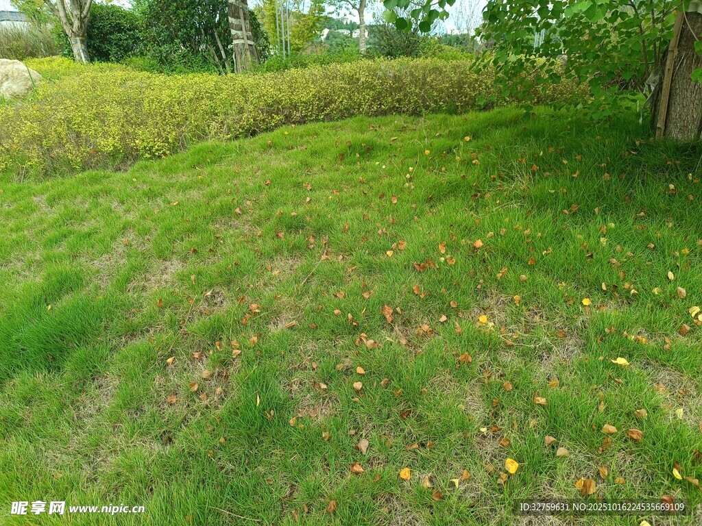绿意盎然的户外草地场景