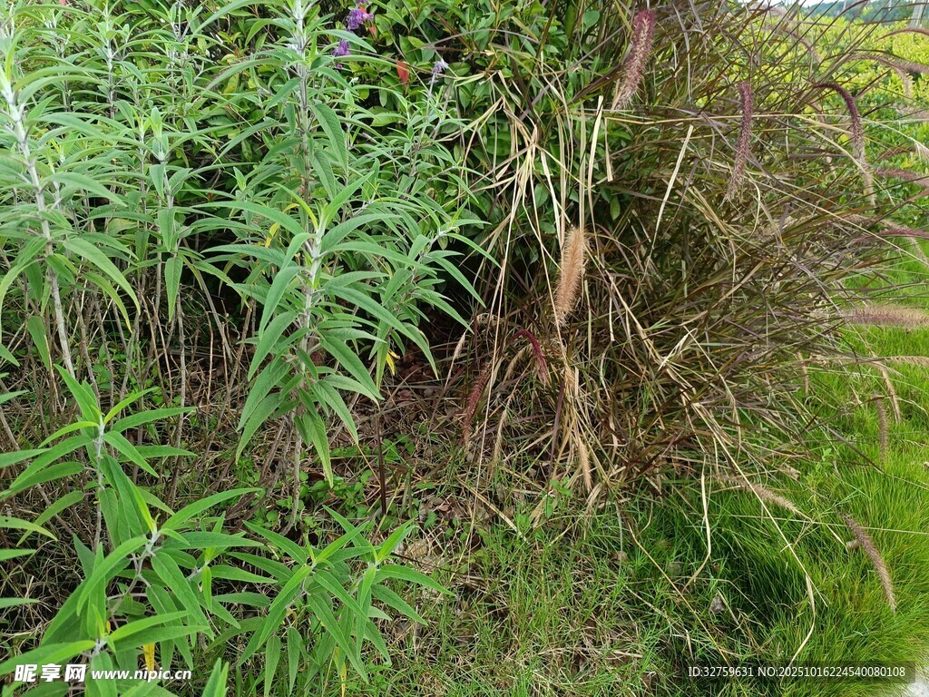 野外丛生的绿植与根茎