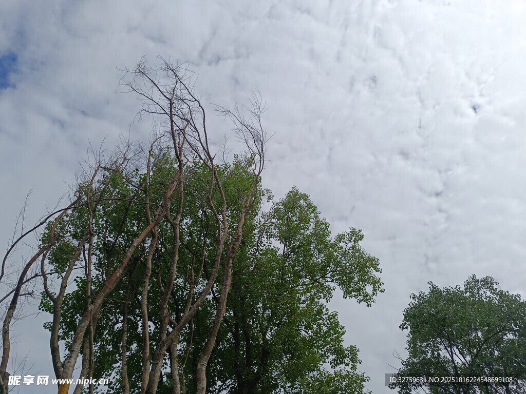 狂风后的倾斜树木