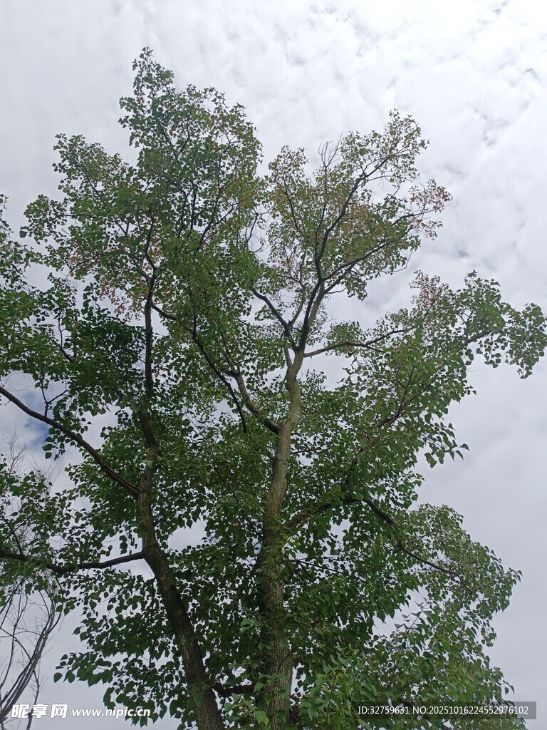 挺拔绿树映灰白天空