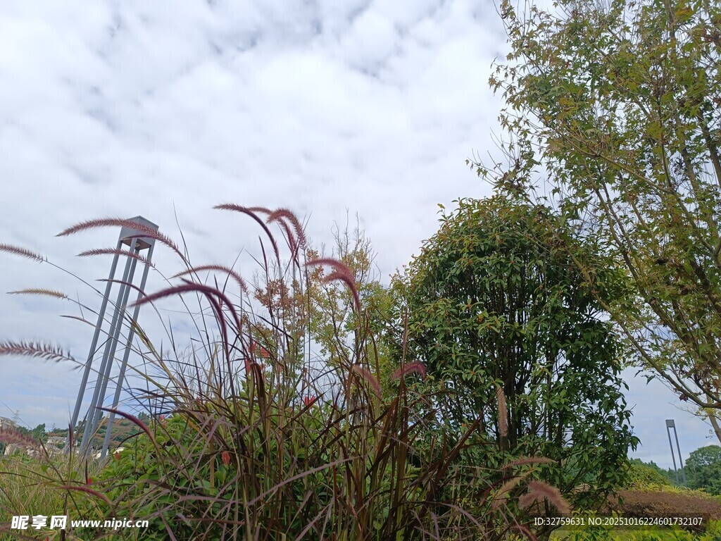 户外自然景观中的植物与设施
