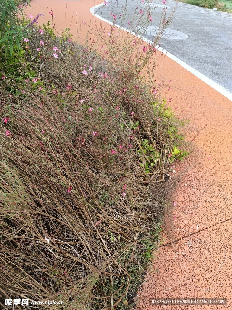 路边枯萎植物景观