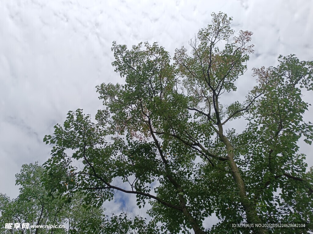 仰视天空下的繁茂绿树