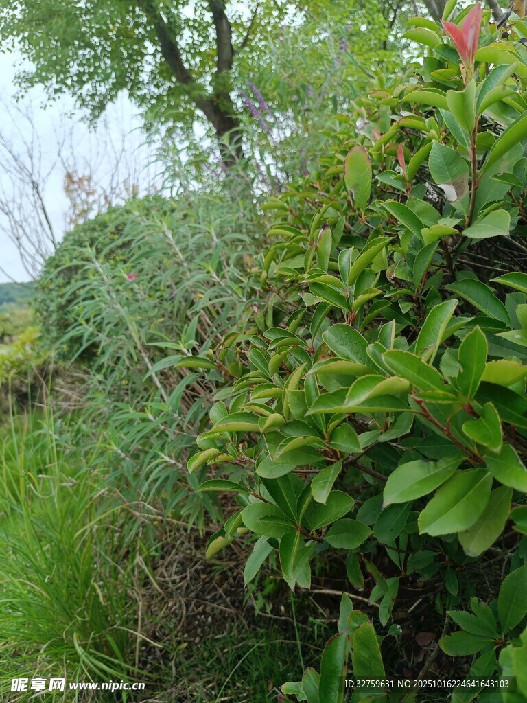 野外繁茂绿植景观