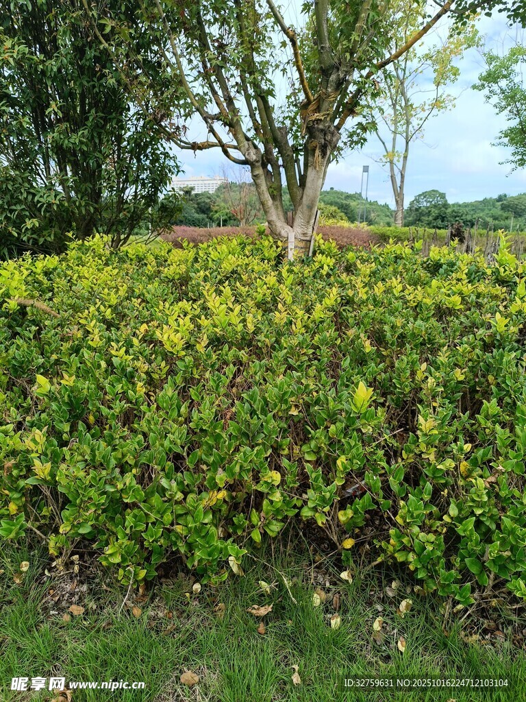 绿意盎然的灌木景观