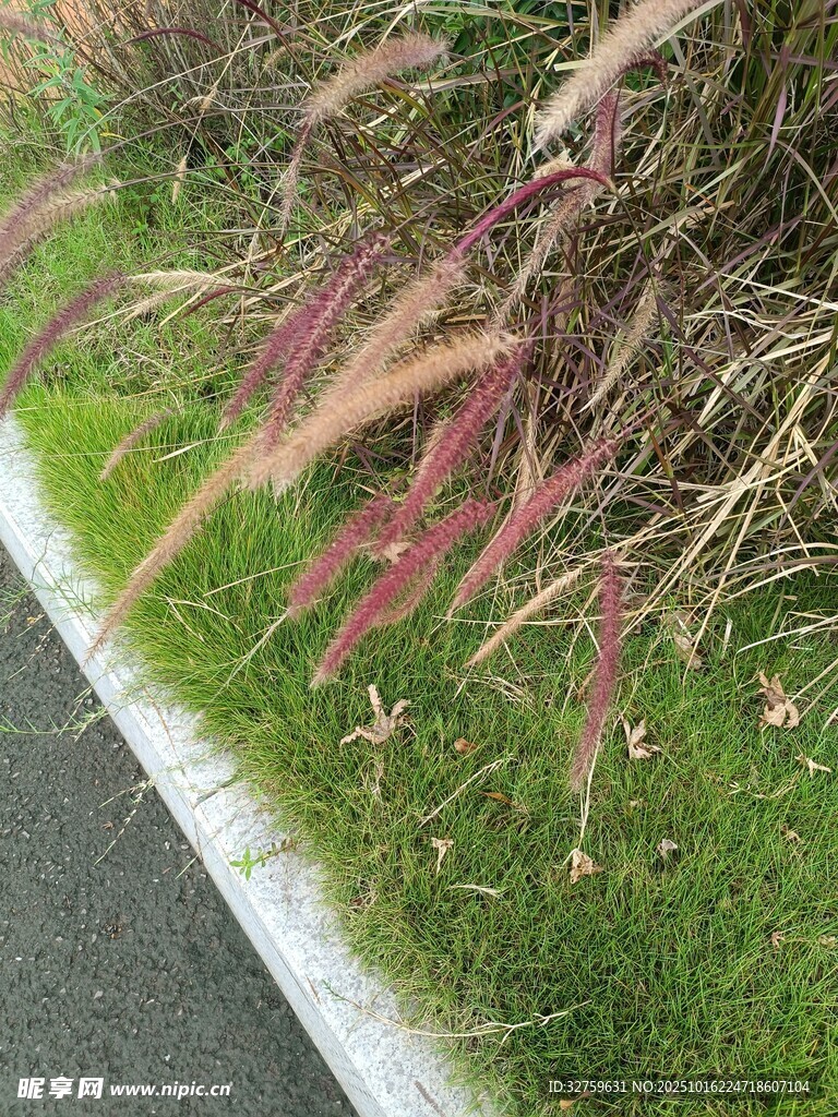 路边草丛中的红紫植物