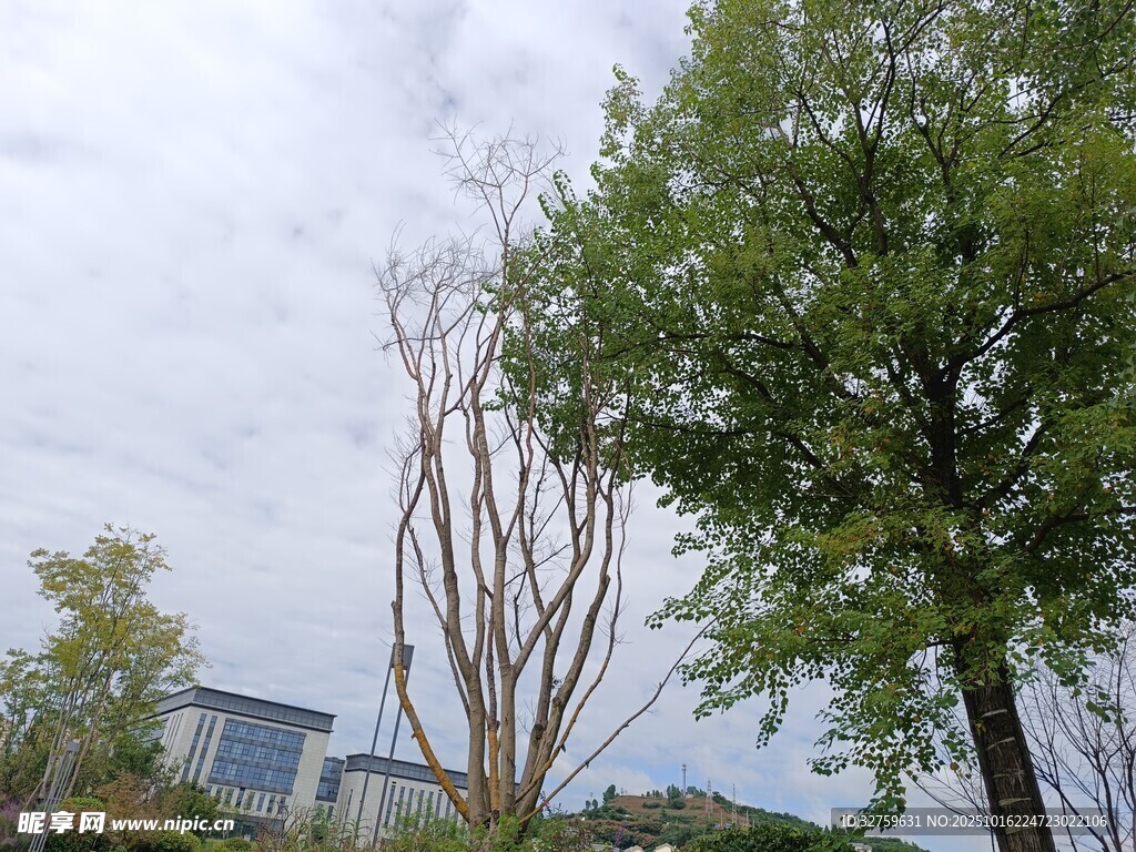 户外绿树与光秃树木景观