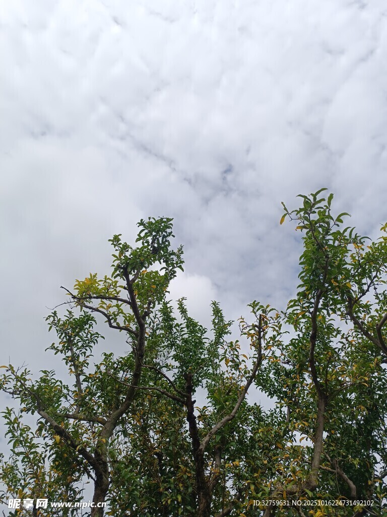 天空下的繁茂绿树